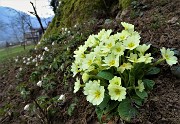 In CANTO ALTO (1146 m) da casa (Zogno, 310 m) ad anello (3mar21) - FOTOGALLERY